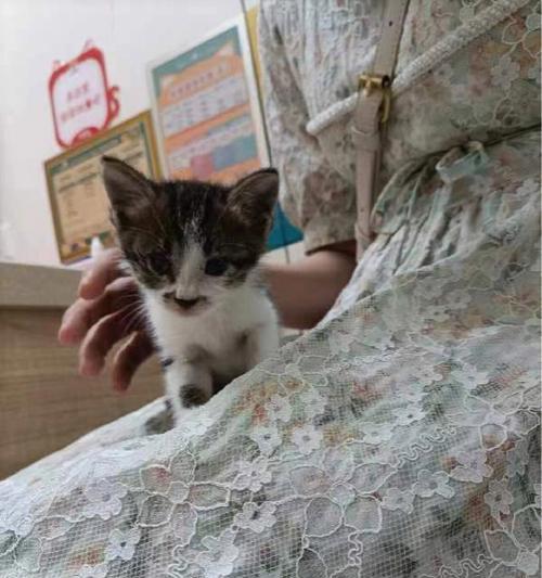 宠物急救必备之一月小猫救护手册（从口腔到心肺复苏）