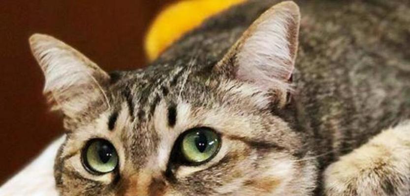 孕猫的饮食禁忌(以宠物为主)