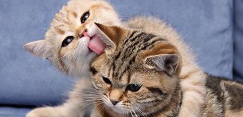 猫咪配种详解(如何帮助猫咪顺利完成配种)