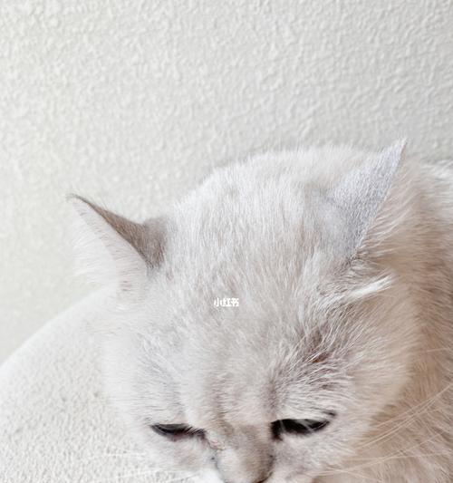 小猫的面部清洁方法(宠物猫的健康生活需要什么)