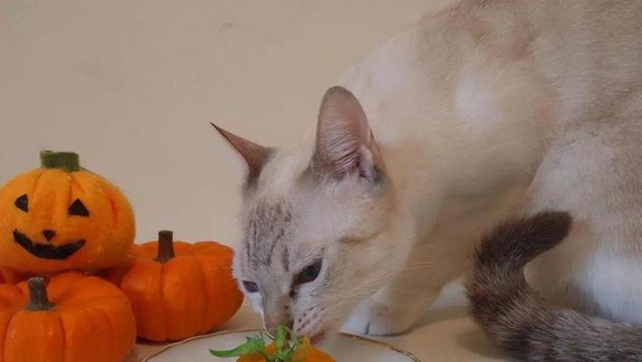 小猫如何吃粮(宠物主人必备小技巧)