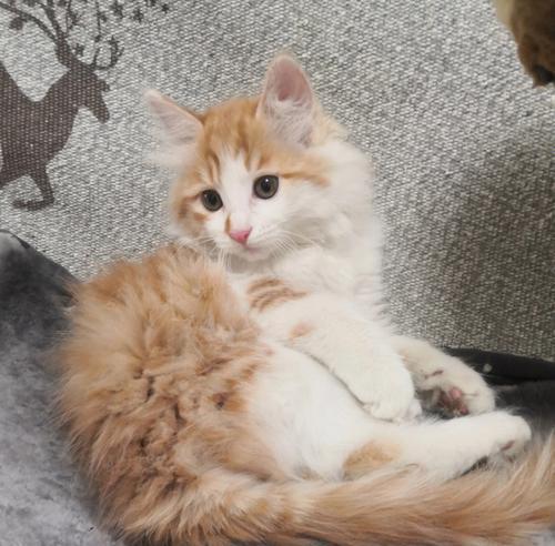 如何驯服小猫(宠物猫的训练技巧和注意事项)