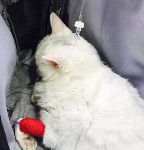 猫咪如何正确补充维生素E（为你的爱猫提供全面营养保障）
