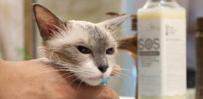 揭秘猫咪鼻炎症状（猫咪鼻炎）