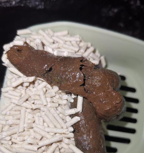宠物猫咪为什么会出现便血(探究猫咪便血的原因及处理方法)