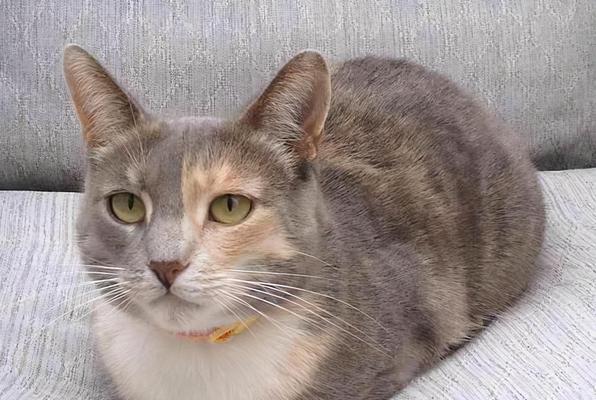 猫咪不舒服的姿势（了解猫咪姿势）