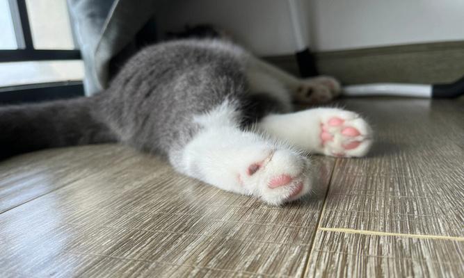 以猫咪擦什么粉最适合（探究猫咪擦粉的正确方法及注意事项）