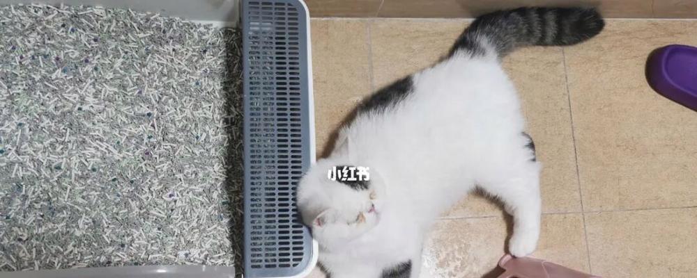猫咪厕所放在哪里最合适(探究合适的宠物厕所放置位置)