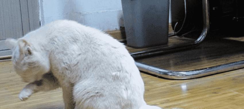 警惕（探究火腿肠对猫咪的健康影响及替代食品推荐）