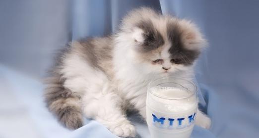 猫咪的味觉之谜(揭秘猫咪能否辨别甜味的真相)
