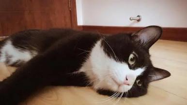如何缓解猫咪抽筋(掌握这些方法)