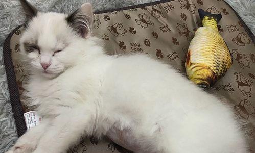 猫咪传腹如何影响人类健康(探究宠物猫传染人的原因)