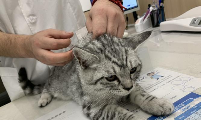 猫咪打疫苗,这些你需要知道(守护宠物健康)