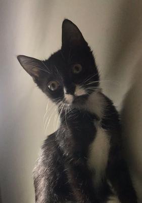 猫咪胡子变黑，它的健康状态不容忽视（探究猫咪胡须变黑的原因）