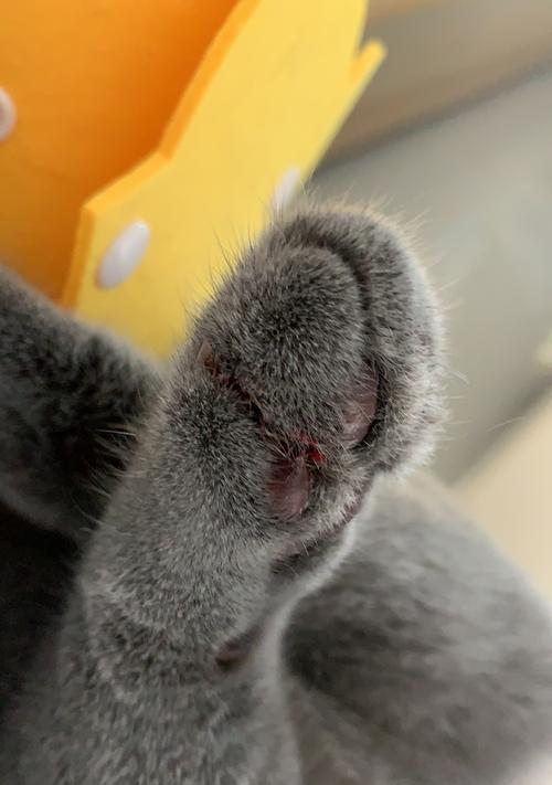 宠物猫的前腿割伤了,我们该怎么办(宠物养护与猫咪安全)