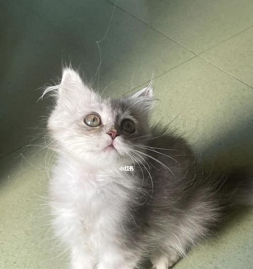 揭秘猫咪耳朵里长毛,这里是原因(宠物爱好者必看)