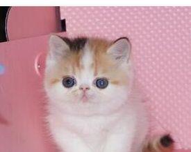如何安全处理宠物猫咪的粪便（掌握正确方法）