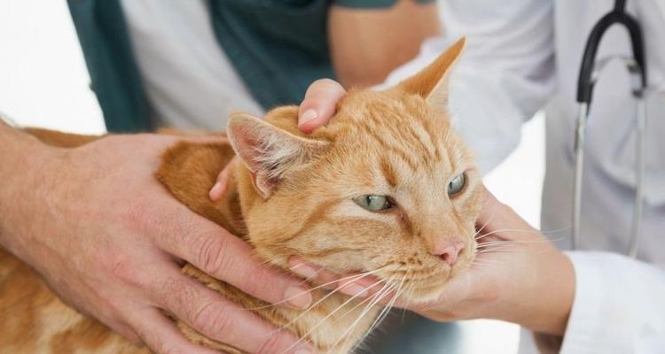 宠物猫咪感染病毒(如何利用沙盘帮助猫咪健康成长)