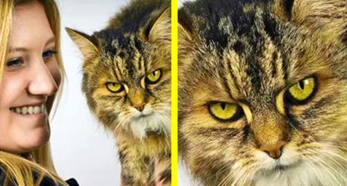 揭秘猫咪“恨主人”的表现（探究猫咪心理）