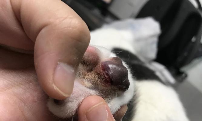 猫咪后脚趾甲过长的危害及解决方法(如何正确修剪猫咪后脚趾甲)