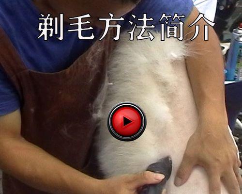 如何正确给宠物狗剪毛(宠物狗剪毛技巧与注意事项)
