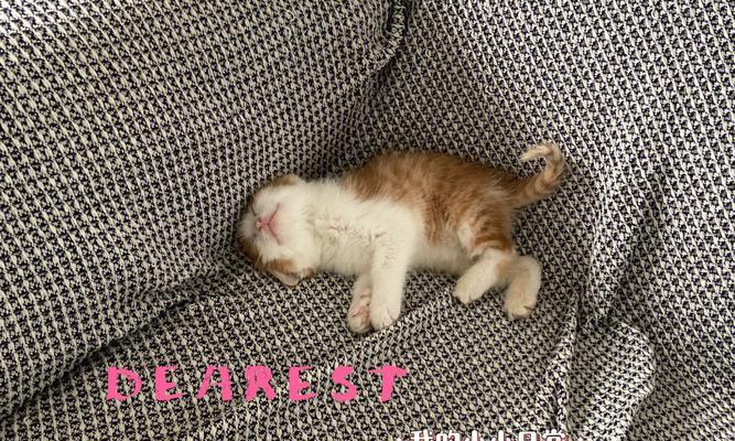 如何正确喂养乳猫（细心照料是关键）
