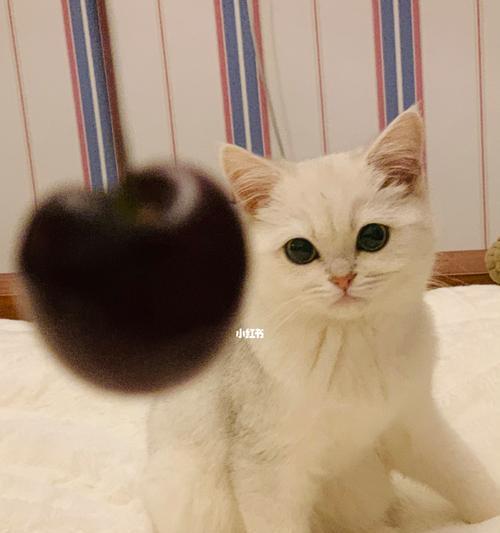 如何判断猫是否到达6个月(宠物猫六个月的特征及判断方法)