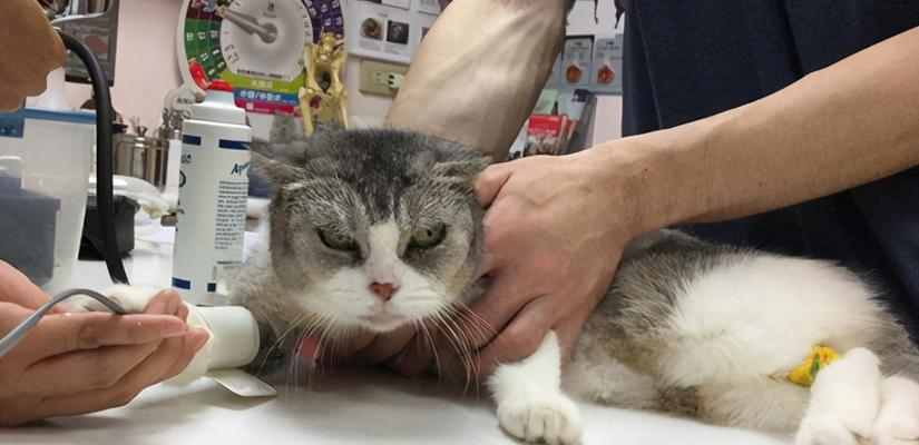 如何判断宠物猫咪生病（掌握这些方法）