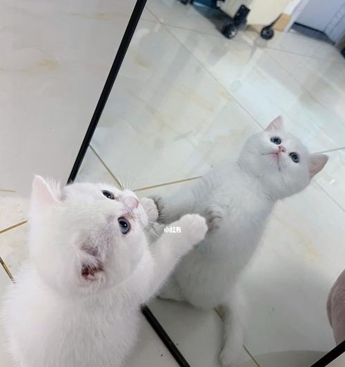 如何有效地打猫（以宠物为主）