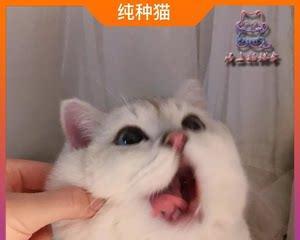 宠物猫咪的增重计划和营养要点（宠物猫咪的增重计划和营养要点）
