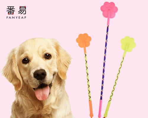 如何训练你的宠物狗成为快乐、顺服的伙伴(从基础训练到高级技能)