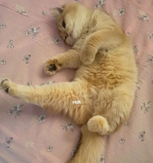 如何避免宠物小猫怀孕（全面了解小猫怀孕的防范方法）