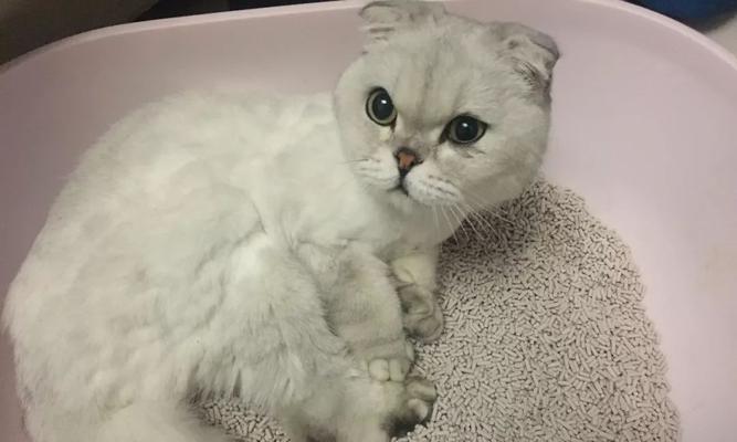 如何给折耳猫咪补钙(折耳猫咪需要补钙的原因和方法)