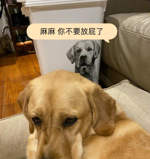 狗狗老是放屁!该怎么办(宠物常见问题解决方案)