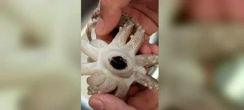 能给猫咪吃鱿鱼吗(鱿鱼的营养价值和对猫咪的影响)