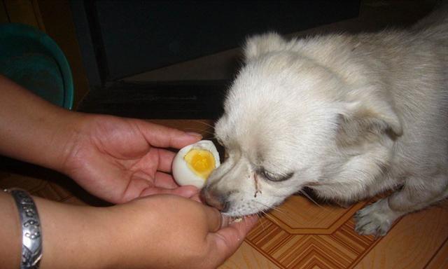 狗狗饮食（了解宠物消化系统）