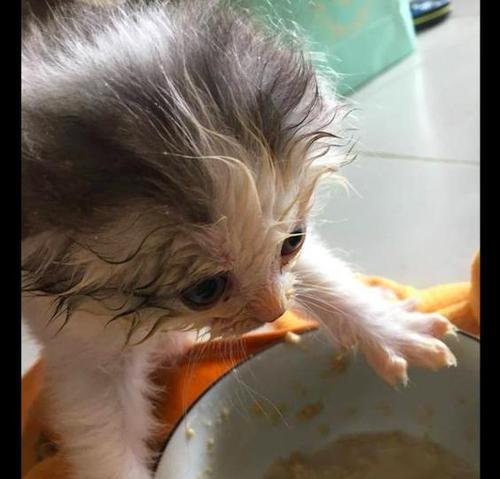 新环境下的猫咪不吃饭该怎么办（宠物主人必知的养成技巧）