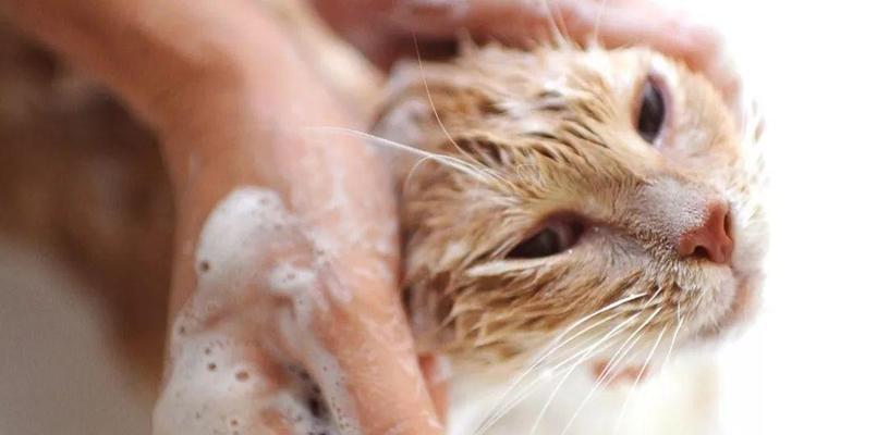 宠物猫咪打疫苗驱虫必不可少