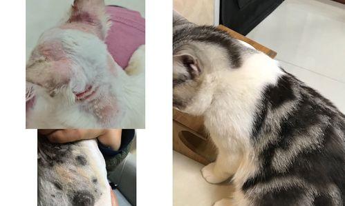 宠物猫咪如何解决掉皮屑和红肿的皮肤问题（探索宠物猫咪掉皮屑和皮肤红肿的根本原因及有效解决方案）