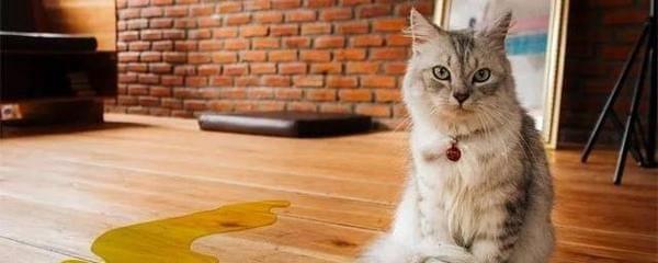 猫咪大便取出手术的必要性（以宠物为主）