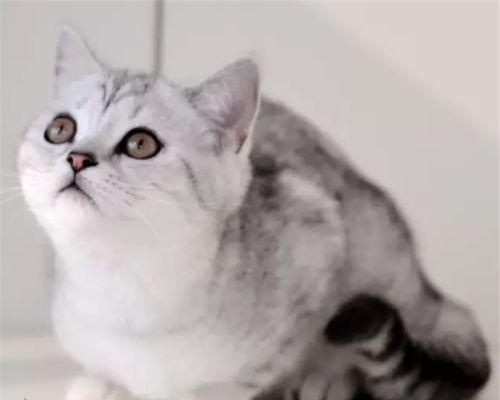 猫咪睡觉的耳朵立着,揭开宠物世界的秘密(探秘宠物世界的神奇之处)