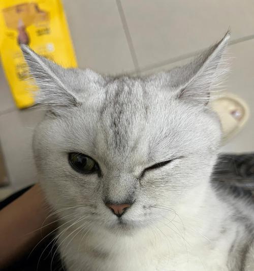 猫咪眼中白色圆环的奥秘(揭开猫咪眼中白色圆环的神秘面纱)