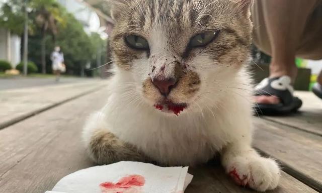猫咪坠楼鼻子有血，如何应对（宠物事故处理）
