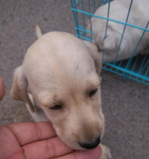 宠物犬打预防针的重要性(细节决定宠物健康——小狗打预防针)