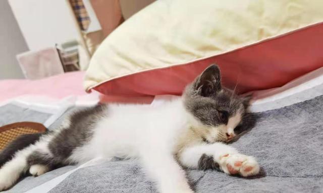 小猫腹泻没有食欲如何处理(宠物养护实用技巧)