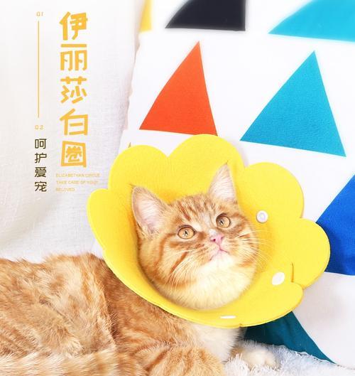 小猫套伊丽莎白圈,怎样保护宠物(了解伊丽莎白圈的作用和使用方法)