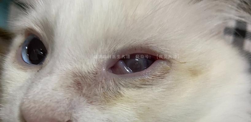小猫眼睛肿流眼泪的原因及治疗方法(宠物主人必知的眼病知识)