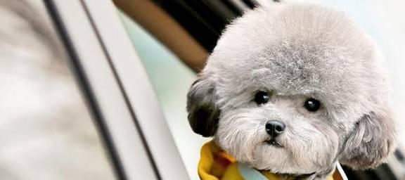 小狗狗断奶几天就好了?断奶期间的注意事项是什么?