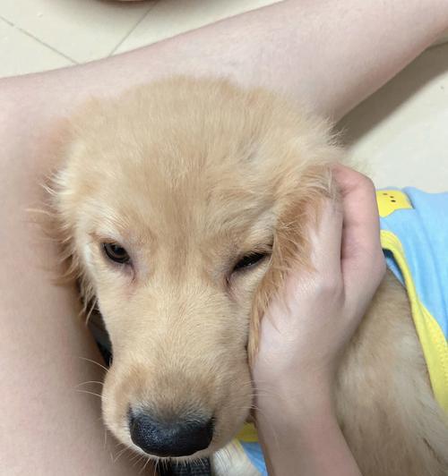 小狗狗泪腺问题如何处理?泪痕严重怎么办?