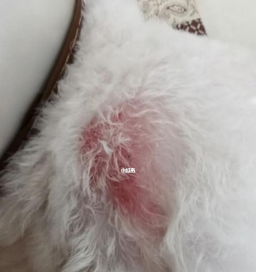 小狗挠痒却什么都没找到是怎么回事？